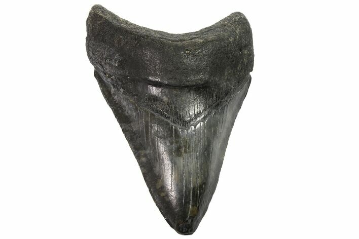 Fossil Megalodon Tooth - Georgia #151515